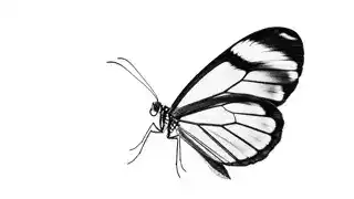 systhetics collective glasswing butterfly